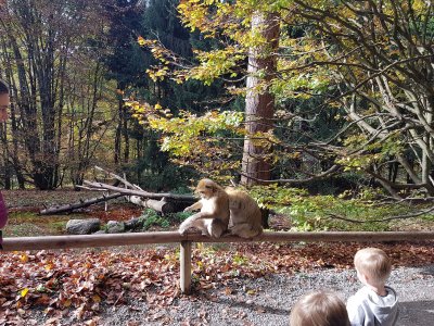 Affenberg Salem am Bodensee