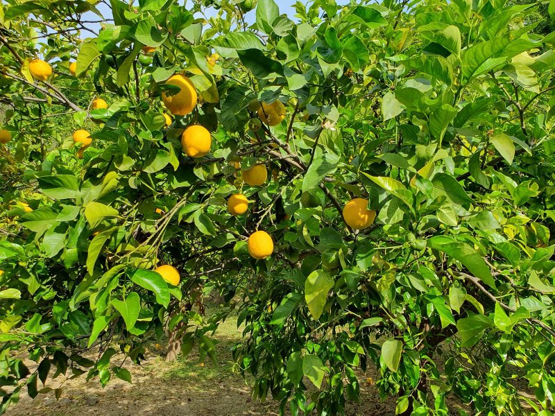 Video Malaga Jardin Botanico 2025