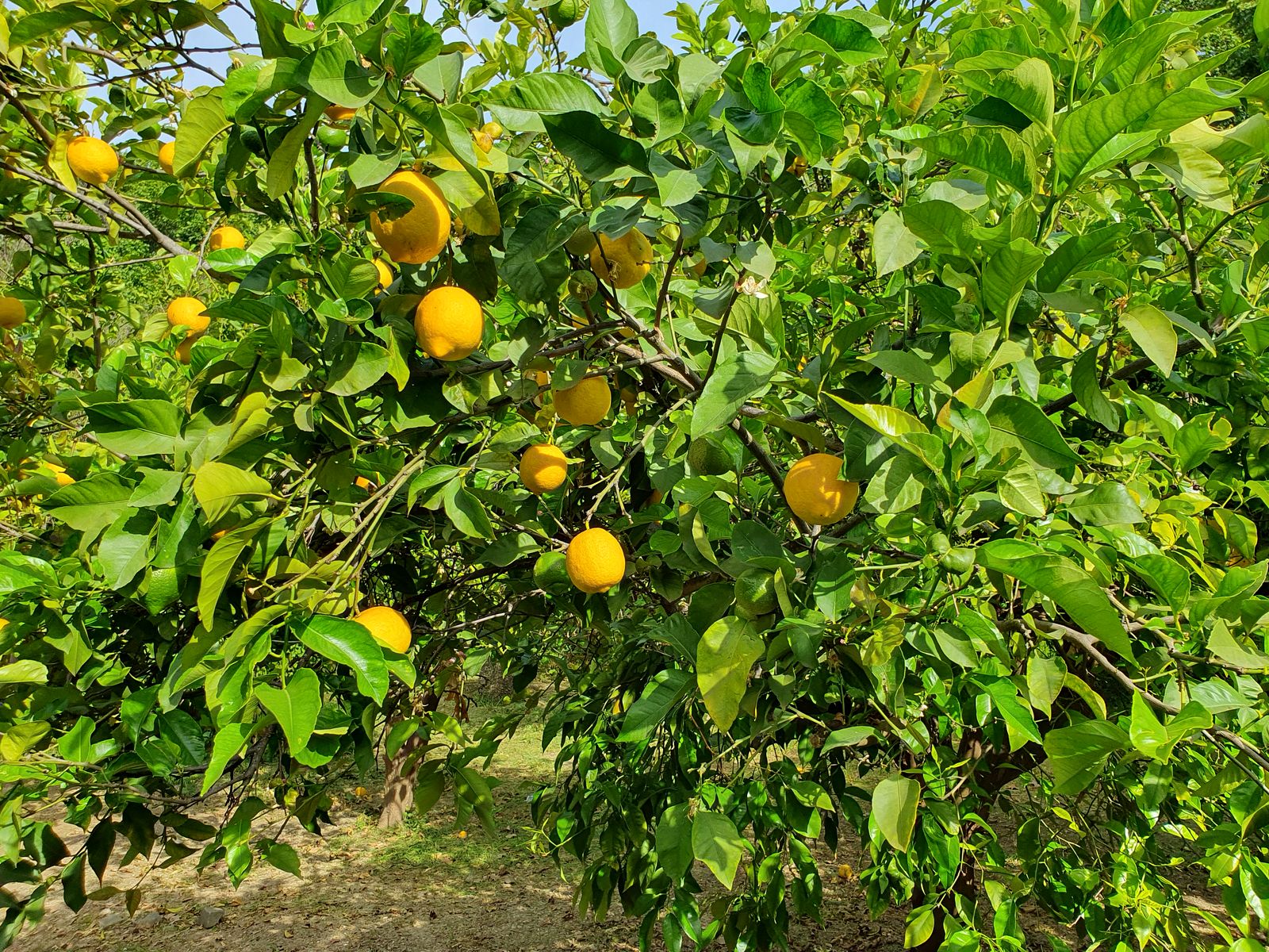 Malaga Jardin Botanico