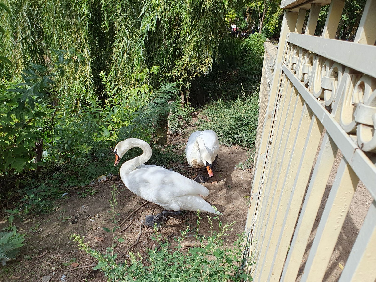 Craiova Parcul N. Romanescu